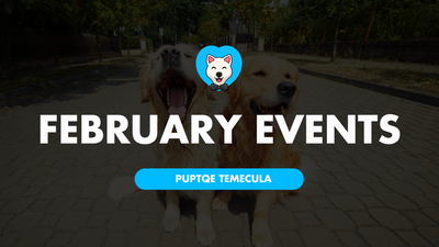 Puptqe's February 2024 Events