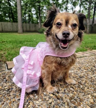 Pink Lace and Ruffles Dog Dress w/ Leash & D-Ring
