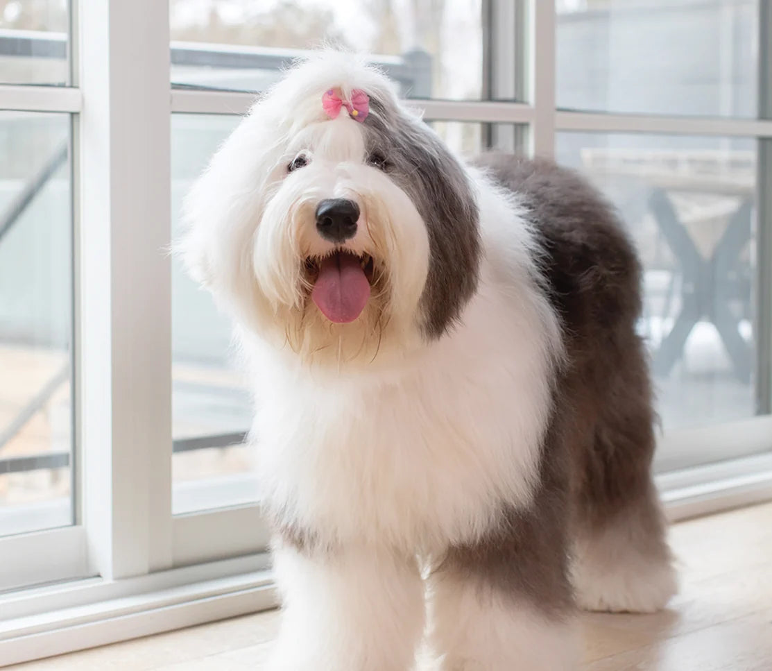 Skin & Coat Supplemental Chews