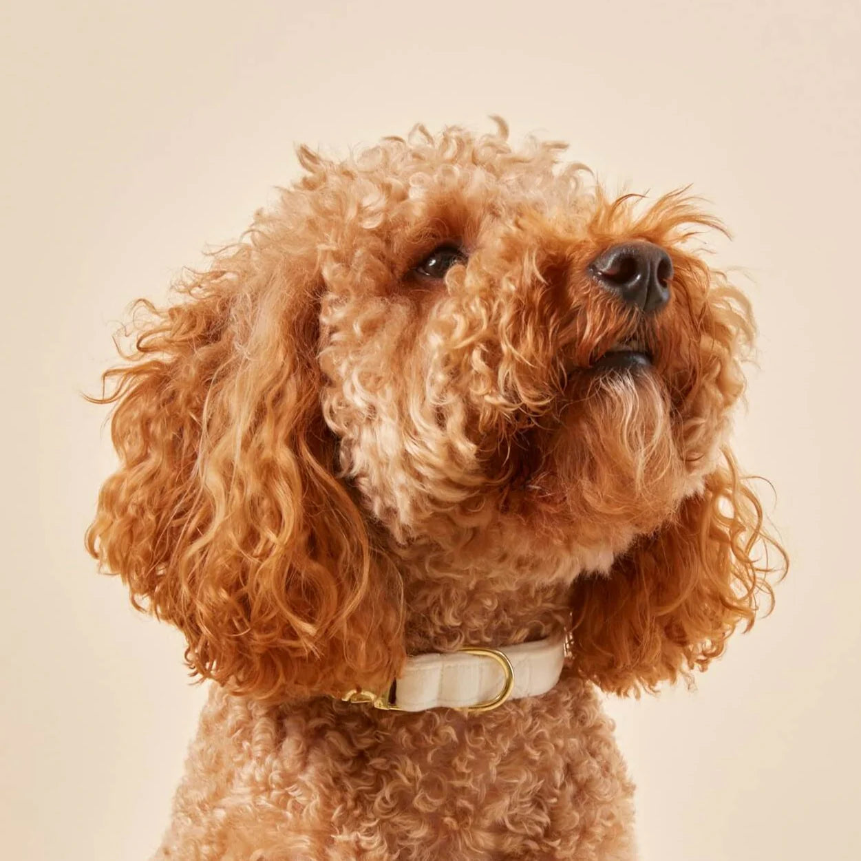 Ivory Velvet Collar