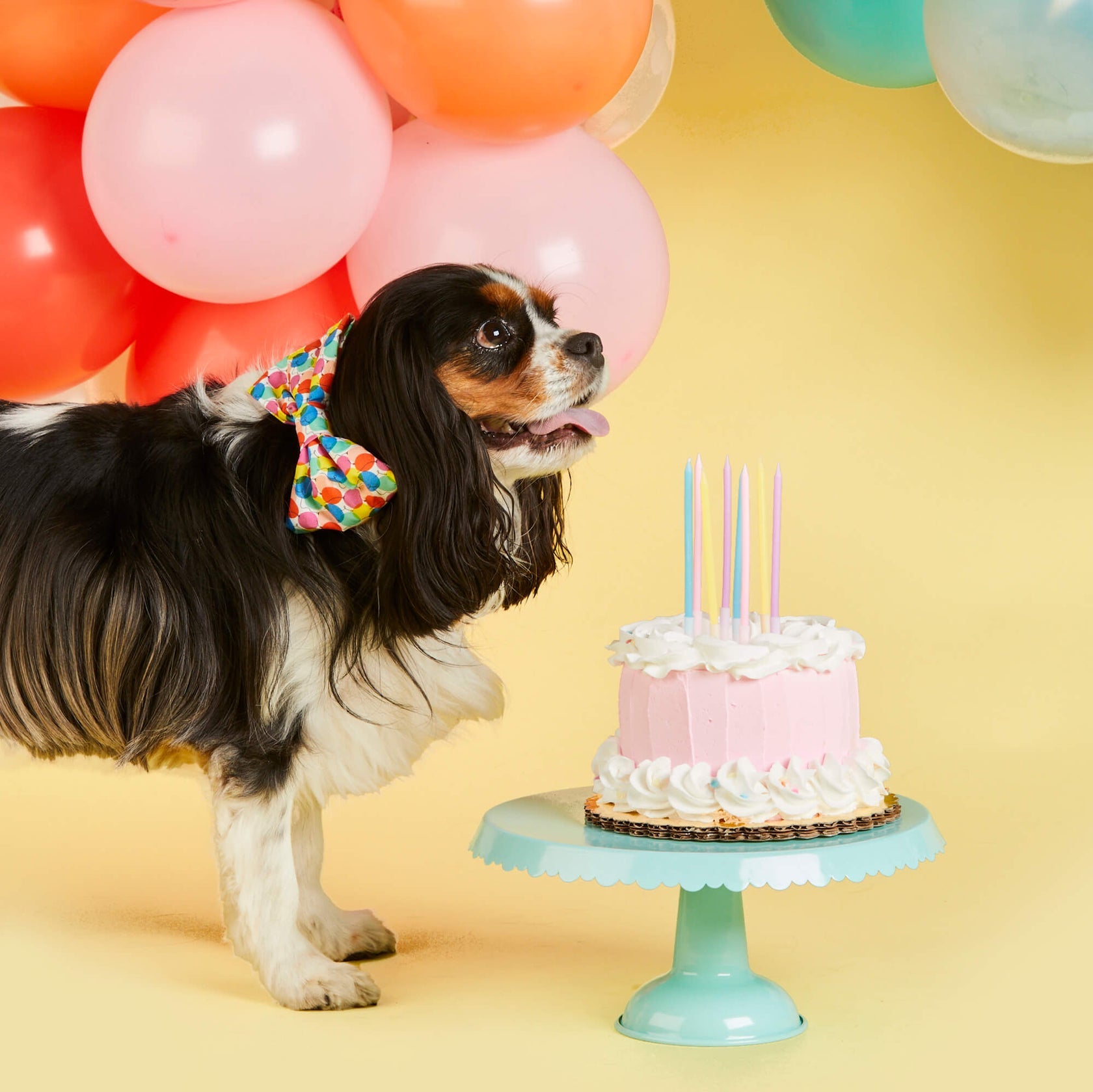 Pup, Pup, and Away Dog Bow Tie
