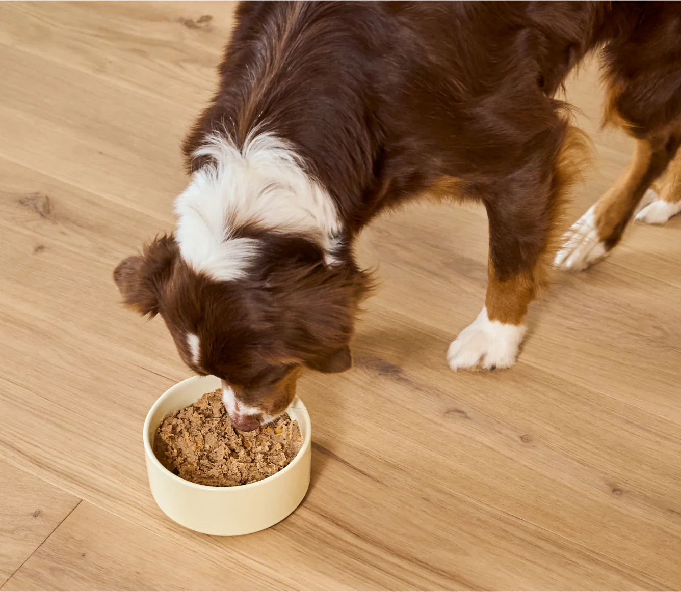 Puppy Chicken & Salmon Pate