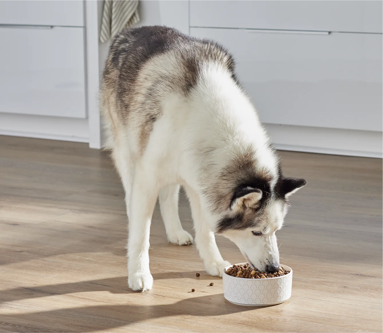 RawMix Tide & Terrain Ancient Grains Dog Kibble