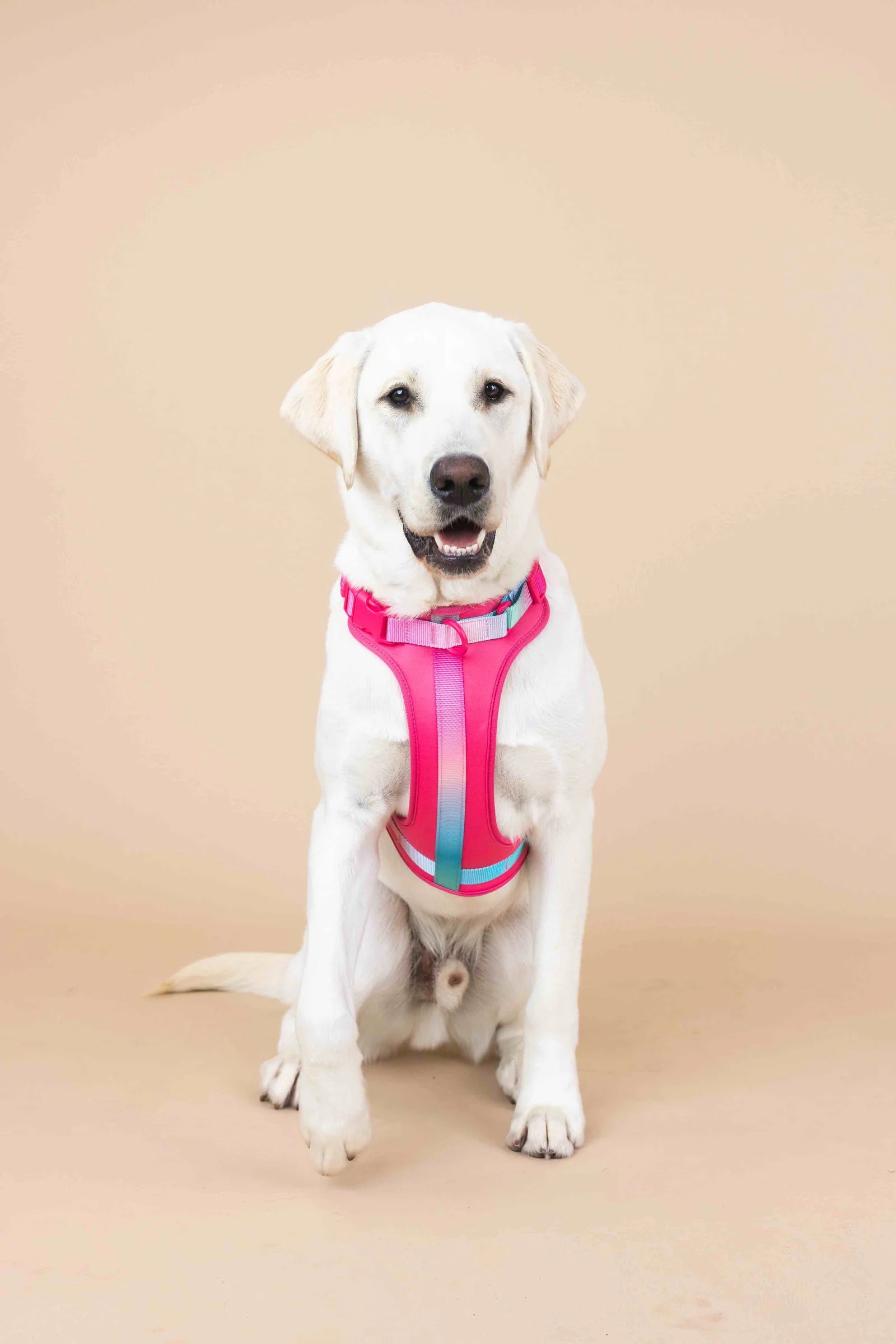 Stasia Dog Harness
