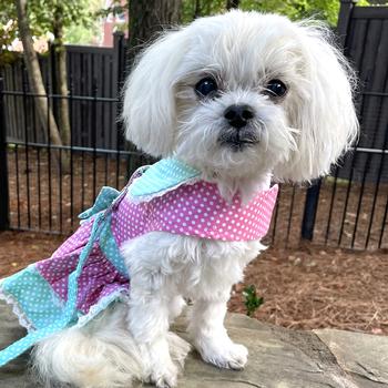 Polka Dot and Lace Dog Dress Set with Leash