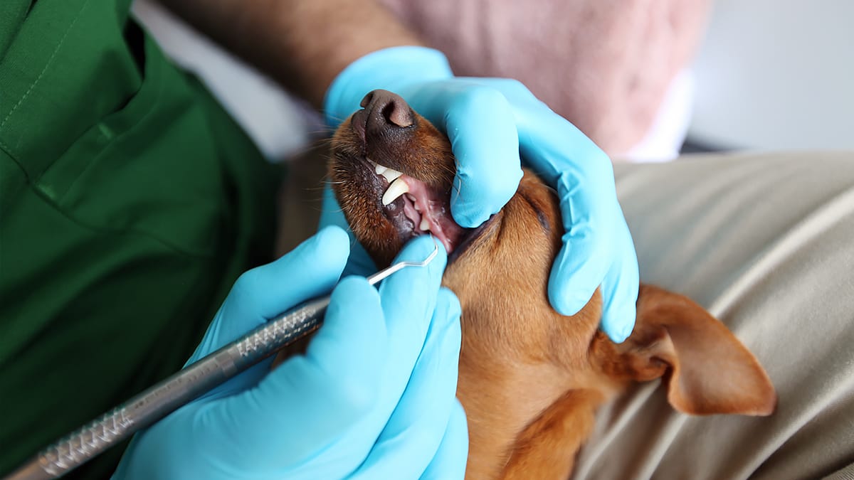 Doggy Dental Day at Puptqe with Qualified Pet Dental