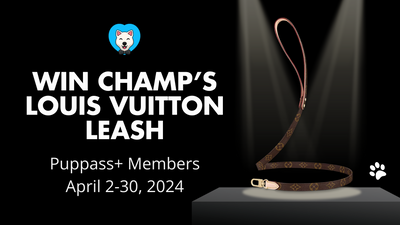 Champ's Louis Vuitton Leash Contest