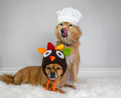Dog-Friendly Thanksgiving Meal Recipe