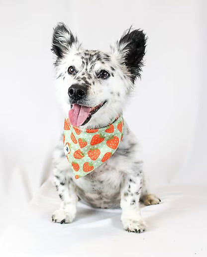 Watermelon & Strawberry Reversible Bandana