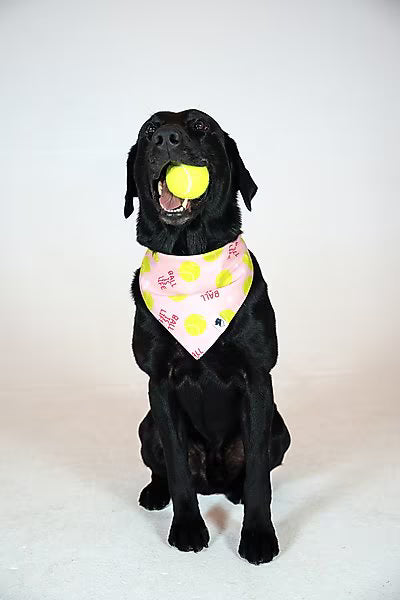 Ball is Life Reversible Bandana