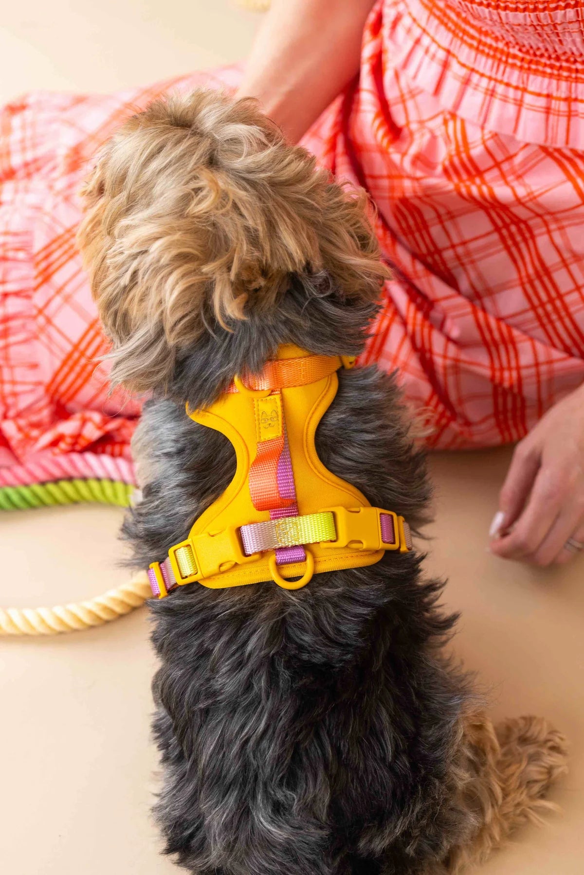 Kenna Dog Harness