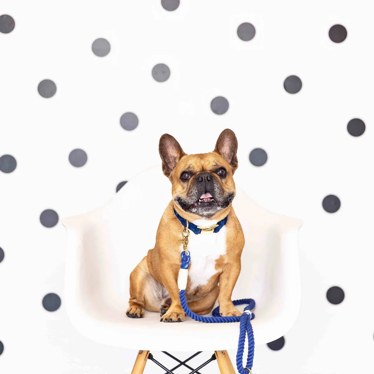 Rope Dog Leash