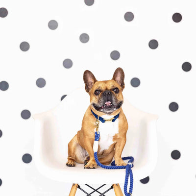Rope Dog Leash