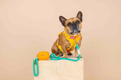 Kenna Dog Harness