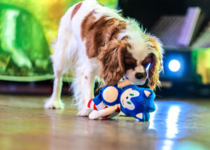Sonic Dog Toy
