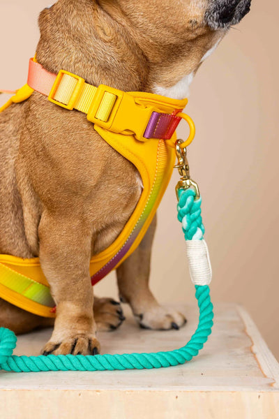 Kenna Dog Harness