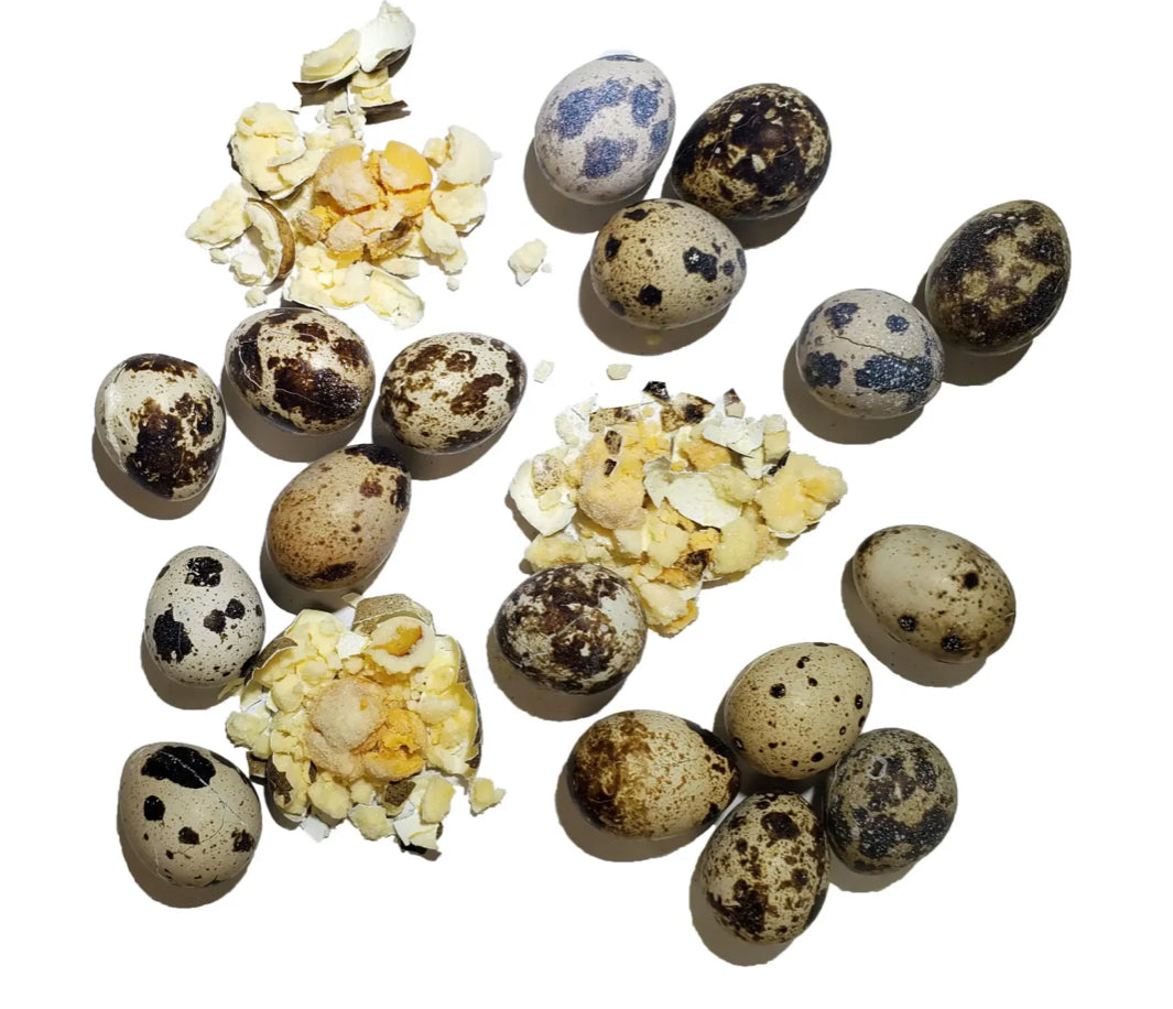 Freeze Dried Quail Eggs