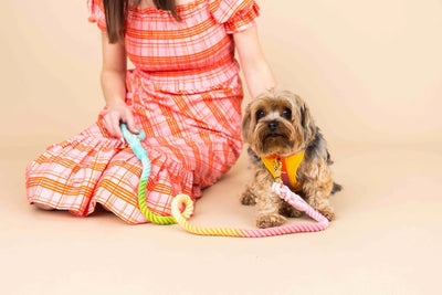 Kenna Dog Harness