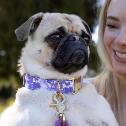 Pressed Pansies Dog Collar