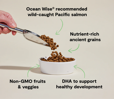 Salmon & Ancient Grains Puppy Kibble