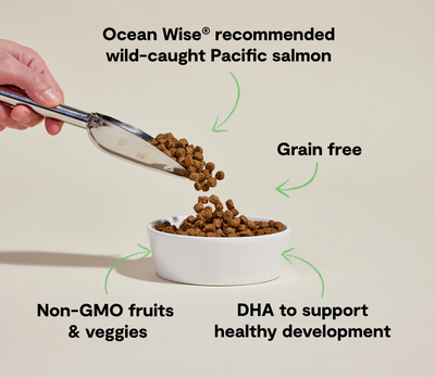 Salmon & Sweet Potato Grain-Free Puppy Kibble