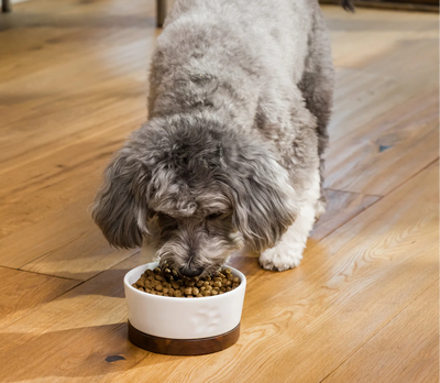 Salmon & Sweet Potato Grain-Free Puppy Kibble