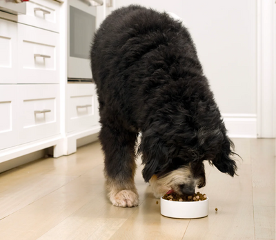 RawMix Wild Ocean Grain-Free Dog Kibble