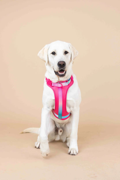 Stasia Dog Harness