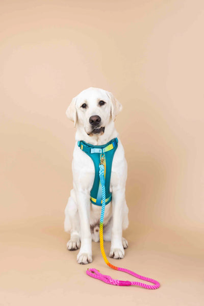 Joey Dog Harness
