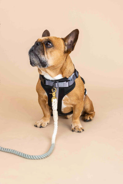 Rowan Dog Harness