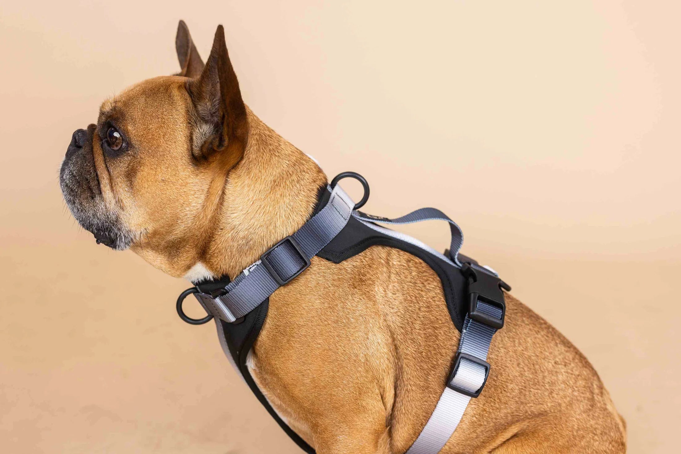 Rowan Dog Harness