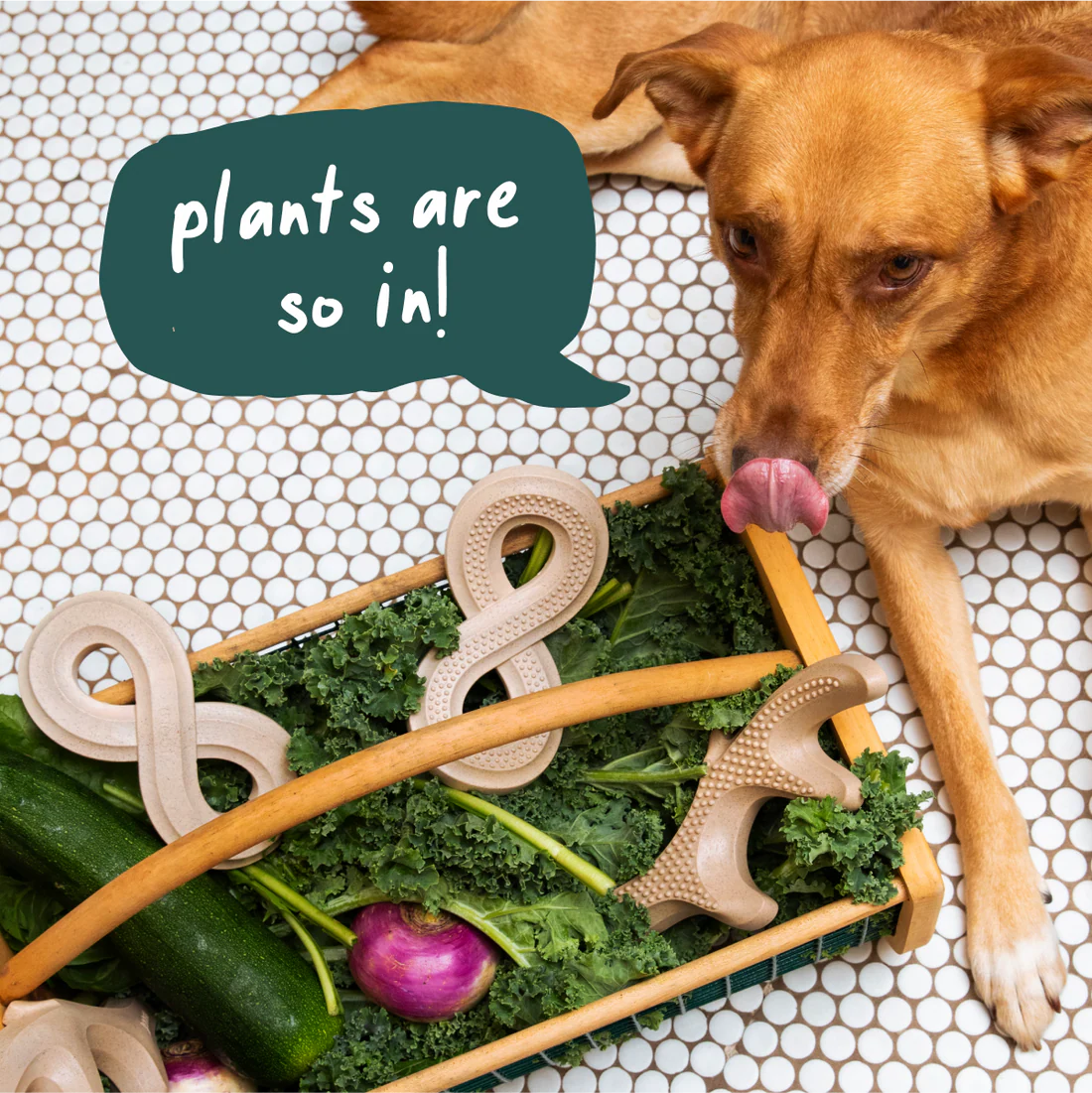 HonestChew Infinity Bone