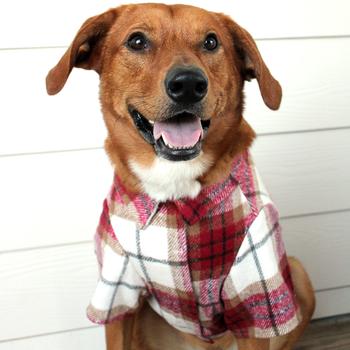 Red & White Flannel