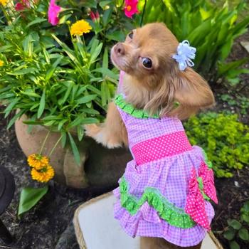 Watermelon Dog Harness Dress